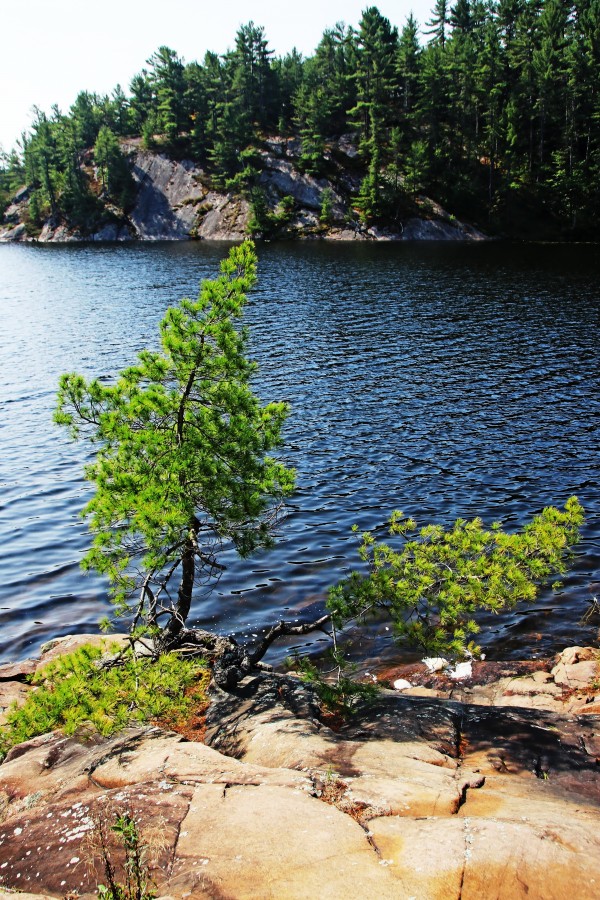 Pines I by Deb Oppermann